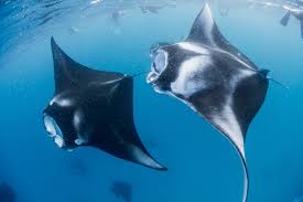 Manta Ray Night Dive Maldives